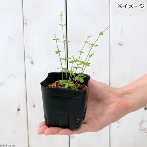(山野草)ヨツバムグラ(四葉葎)3号(1ポット)の詳細画像1