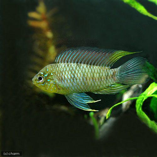 （熱帯魚）アピストグラマ・ボレリー（ワイルド）（１ペア）　北海道・九州航空便要保温