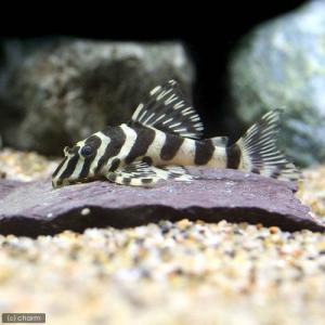 チャーム（charm） （熱帯魚）ニューダップルドインペリアル・プレコ