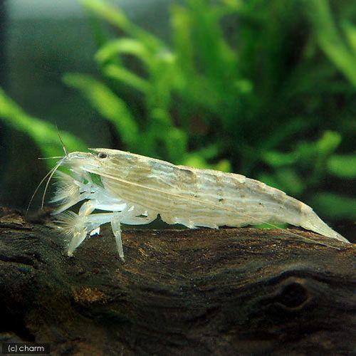 （エビ）アジアロック・シュリンプ　Ｓサイズ（１匹）　北海道・九州航空便要保温