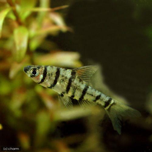 （熱帯魚）フォールス・バルブ（３匹）　北海道・九州航空便要保温