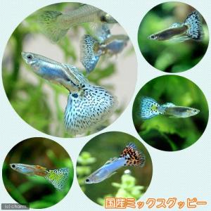 （熱帯魚）国産ミックスグッピー（１ペア）　北海道航空便要保温