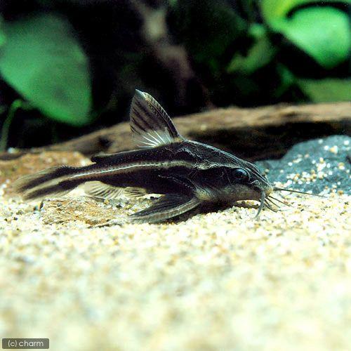 （熱帯魚）ストライプ・トーキングキャット（１匹）　北海道・九州航空便要保温