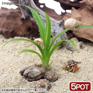 （観葉植物）ペットリーフ　アダンの苗　３〜４号（無農薬）（５ポット）　オカヤドカリ