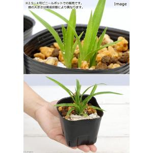 (観葉植物)ペットリーフ アダンの苗 3〜4号...の詳細画像1