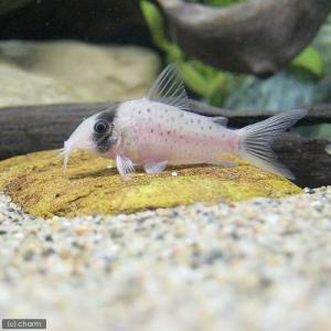 コリドラス 熱帯魚 エビ他 チャーム Charm Paypayモール店 通販 Paypayモール