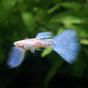 (熱帯魚)RREA・ブルーグラスグッピー(国産...の詳細画像1