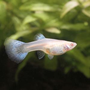 (熱帯魚)RREA・ブルーグラスグッピー(国産...の詳細画像2