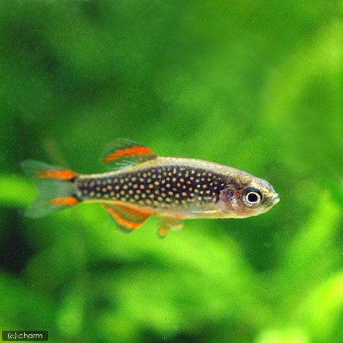 （熱帯魚）ミクロラスボラｓｐ．ハナビ（ブリード）（１匹）　北海道航空便要保温