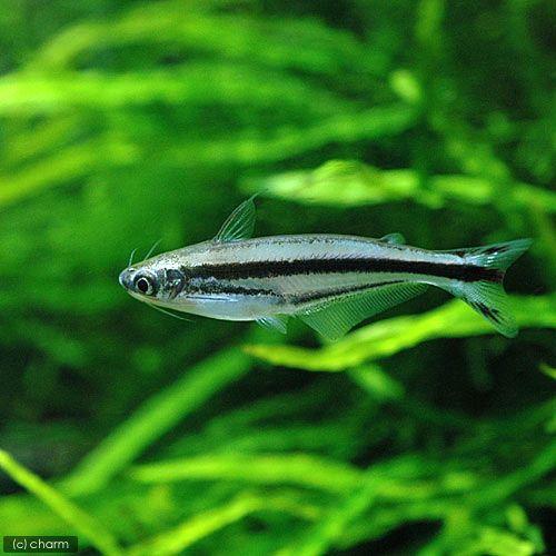 （熱帯魚）エトロピエラ（１匹）　北海道・九州航空便要保温