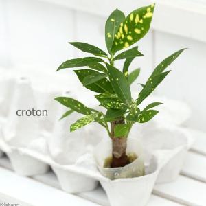 チャーム（charm） （観葉植物）パキラ 2号ロング（1鉢） : チャーム