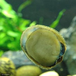 (エビ・貝)フネアマ貝(2匹) 北海道・九州航...の詳細画像1