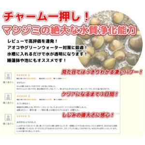 (エビ・貝)マシジミ Sサイズ(10匹)(+2...の詳細画像2