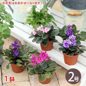 （観葉植物）セントポーリア　花色おまかせ　２号（１鉢）花無し株｜chanet