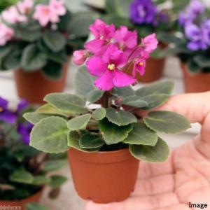 (観葉植物)セントポーリア 花色おまかせ 2号...の詳細画像2