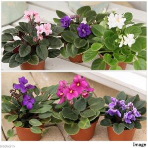 (観葉植物)セントポーリア 花色おまかせ 2号...の詳細画像1