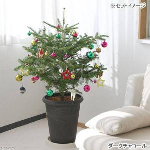 モミの木 本物 苗木 植木 の商品一覧 花 ガーデニング 通販 Yahoo ショッピング