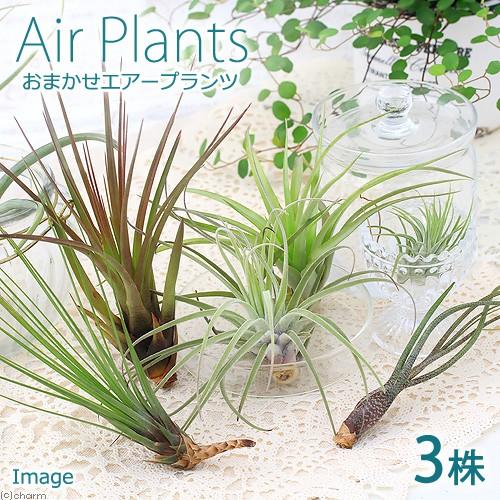 （観葉植物）エアープランツ（品種おまかせ）（３株）