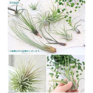 (観葉植物)エアープランツ(品種おまかせ)(5株)の詳細画像1