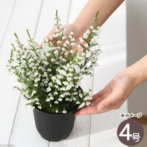 鉢花 観葉植物：フィリカ プベッセンス ワフトフェザー ハイドラ*7号