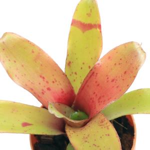 おしゃれ 観葉植物：マランタ レウコネウラ ファッシネーター*8号 吊り