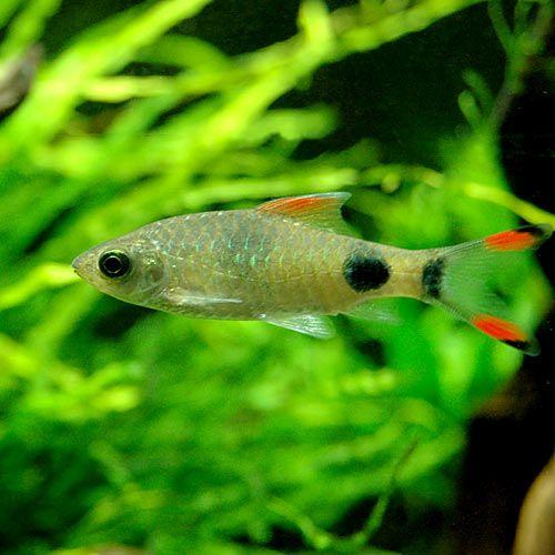 （熱帯魚）プンティウス・フィラメントサス（１匹）　北海道・九州航空便要保温