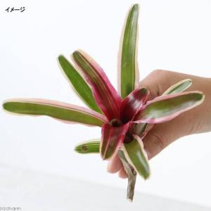 （観葉植物）カット苗　ネオレゲリア　ファイヤーボール　斑入り（１株）タンクブロメリア