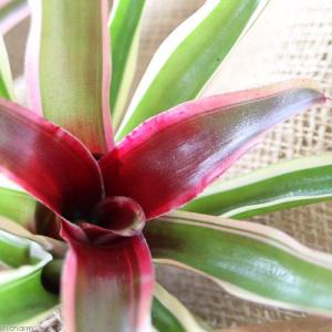 (観葉植物)カット苗 ネオレゲリア ファイヤー...の詳細画像1