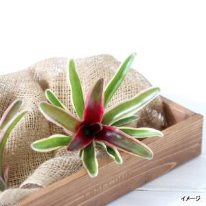 (観葉植物)カット苗 ネオレゲリア ファイヤー...の詳細画像2