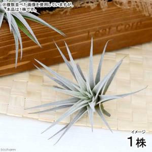 観葉植物）エアープランツの王道5種セット！（1セット
