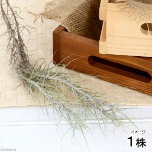（観葉植物）エアープランツ　チランジア　セルーレア（１束）