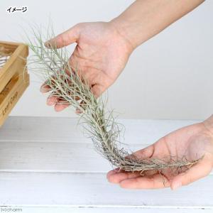 (観葉植物)エアープランツ チランジア セルー...の詳細画像1