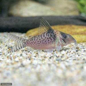 熱帯魚）コリドラス・ビファシアータス パラタイプ（ワイルド）（1匹 
