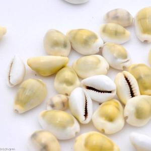 シェルコレクション キイロタカラ 50g 貝殻