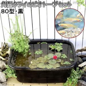 チャーム（charm） （ビオトープ）睡蓮 温帯性睡蓮（スイレン）（紫