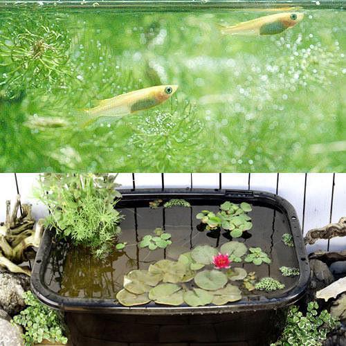 同梱不可（ビオトープ）（めだか）角型タライのビオトープセット（８０型・黒）温帯性睡蓮・赤＋ヒメダカ他...