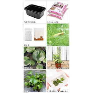 同梱不可(ビオトープ)(めだか)角型タライのビ...の詳細画像1