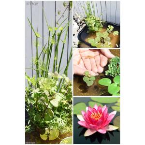 同梱不可(ビオトープ)(めだか)角型タライのビ...の詳細画像2