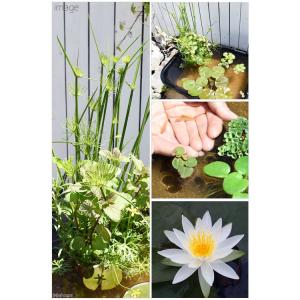 同梱不可(ビオトープ)(めだか)角型タライのビ...の詳細画像2