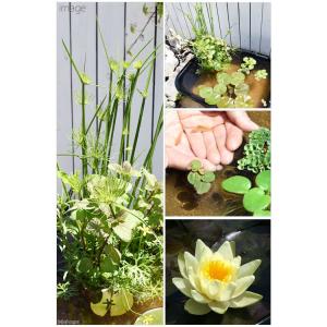 同梱不可(ビオトープ)(めだか)角型タライのビ...の詳細画像2