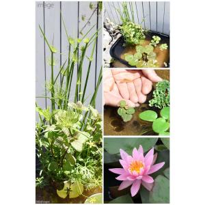 同梱不可(ビオトープ)(めだか)角型タライのビ...の詳細画像2