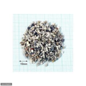 Ｎｏ．２３　Ｂｌｉｚｚａｒｄ（ブリザード）　３リットル（３０ｃｍ水槽用）　お一人様４点限り