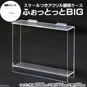 水槽　ふぉっとっとＢＩＧ　（２００×１７０×５０ｍｍ）　観察　撮影　ケース　昆虫　魚｜chanet