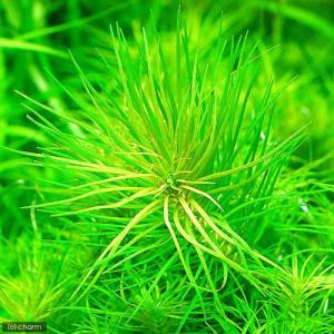 水草）ポゴステモン ステラータ ベリークリーク （水上葉）（無農薬