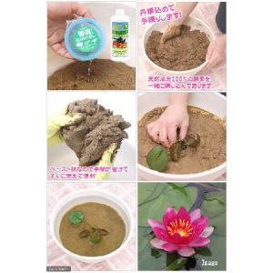 (ビオトープ)水生植物 スイレンとハスの土 ス...の詳細画像1