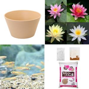 （ビオトープ）（めだか）初心者向け　睡蓮鉢で育てる　メダカ飼育セット（ベージュ）花色おまかせ温帯性スイレン＋ひめだか　説明書付　本州四国限定