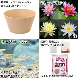 (ビオトープ)(めだか)初心者向け 睡蓮鉢で育...の詳細画像1