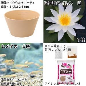 (ビオトープ)(めだか)初心者向け 睡蓮鉢で育...の詳細画像1