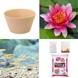 （ビオトープ）（めだか）初心者向け　睡蓮鉢で育てる　メダカ飼育セット（ベージュ）温帯性スイレン赤＋ひめだか６匹　説明書付　本州四国限定　飼育セット