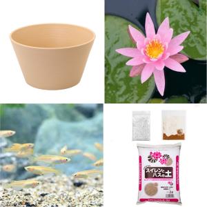 （ビオトープ）（めだか）初心者向け　睡蓮鉢で育てる　メダカ飼育セット（ベージュ）温帯性スイレン桃＋ひめだか６匹　説明書付　本州四国限定